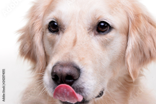 Portrait of an adorable Golden Retriever © kisscsanad