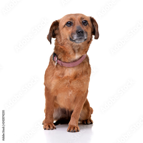 Studio shot of an adorable mixed breed dog