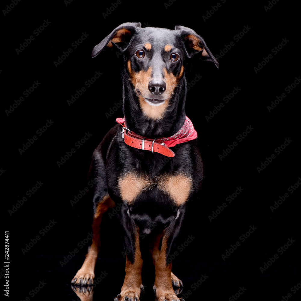 Studio shot of an adorable Dachshund Studio shot of an adorable Dachshund