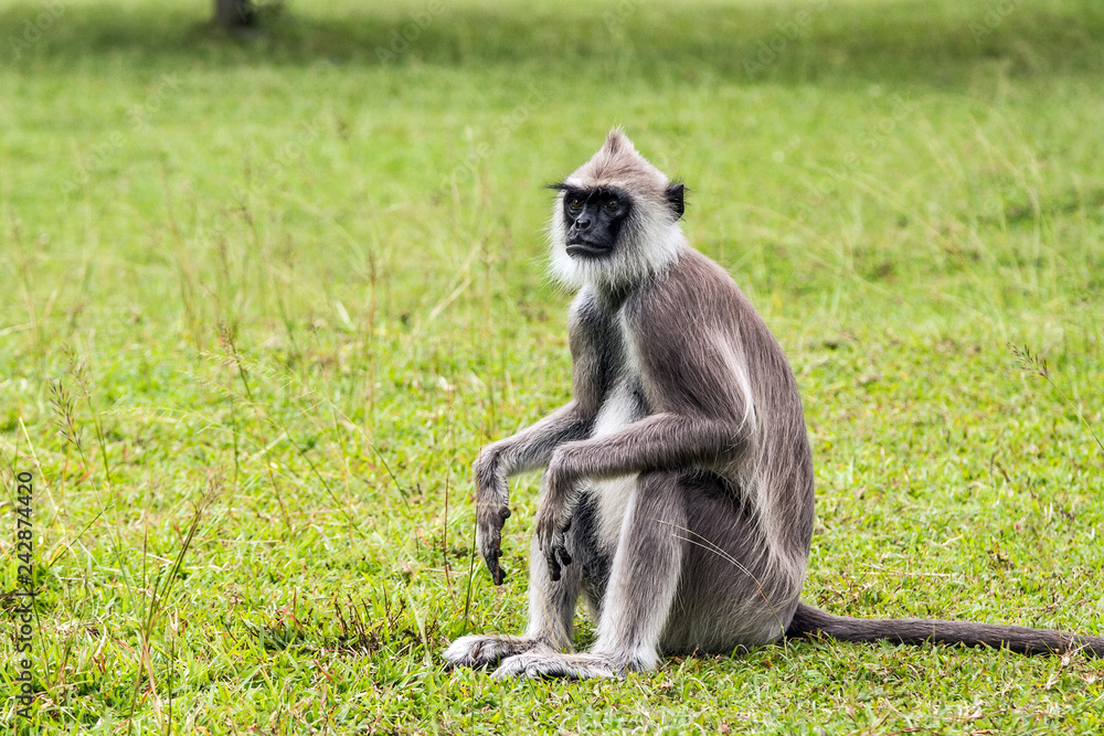 Monkey sits on the parapet