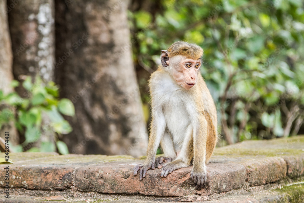 Little monkey sits on the parapet