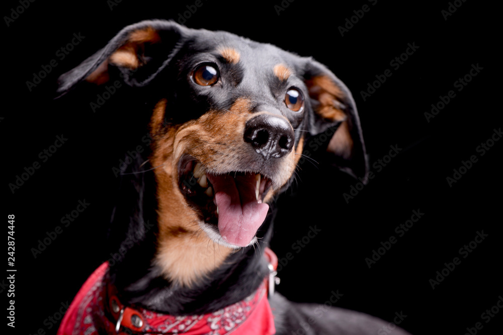 Portrait of an adorable Dachshund Portrait of an adorable Dachshund