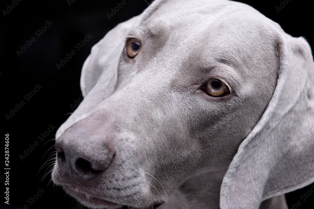 Portrait of an adorable Weimaraner dog