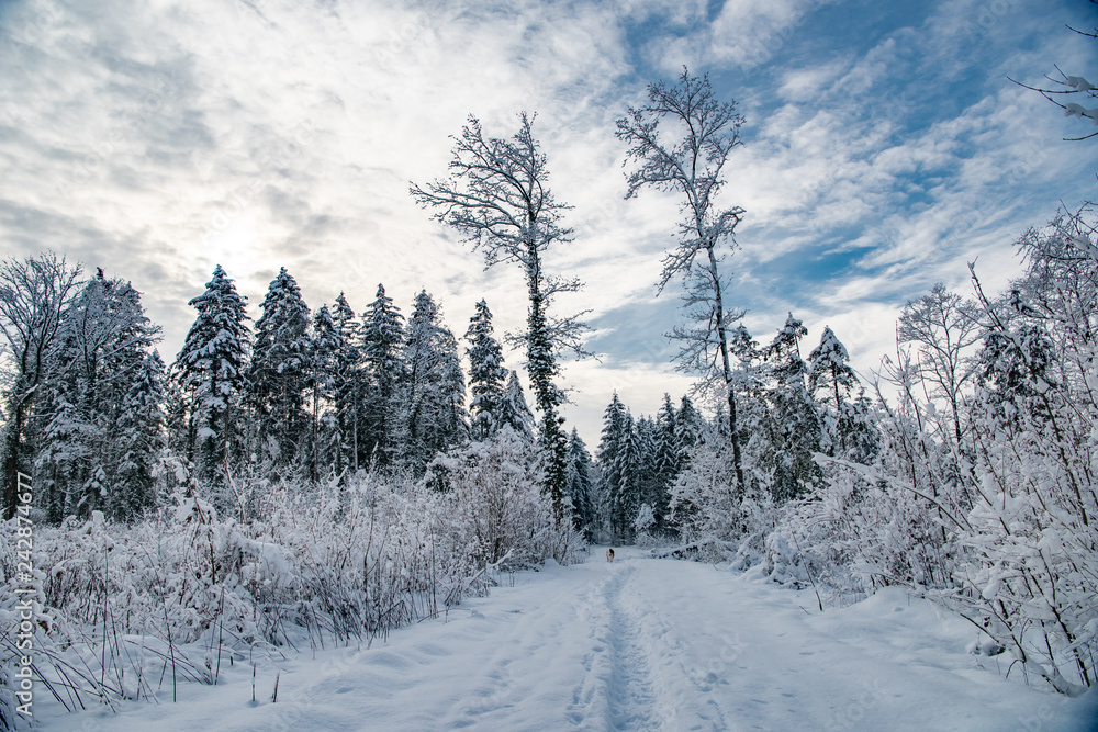 Obraz premium Winterwald im Schnee
