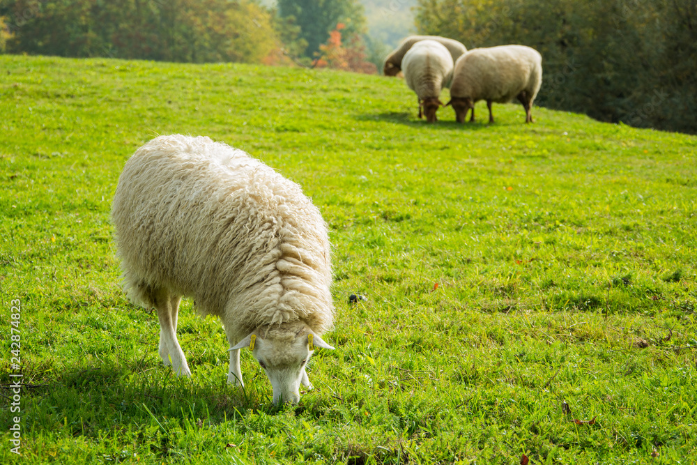 Farm with meny sheeps on green meadow Farm with meny sheeps on green meadow