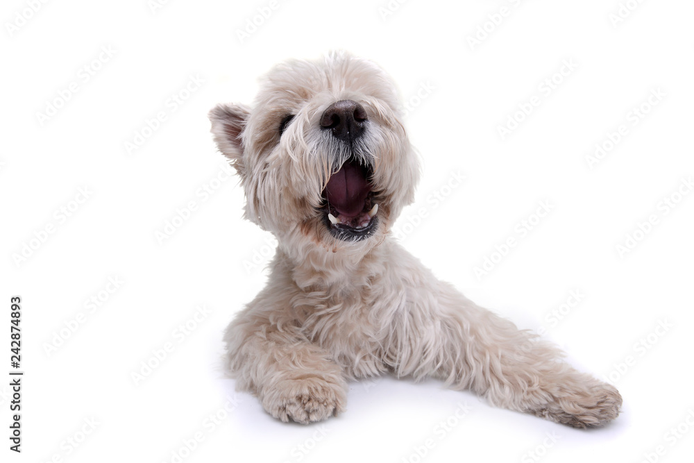 Studio shot of an adorable West Highland White Terrier Studio shot of an adorable West Highland White Terrier