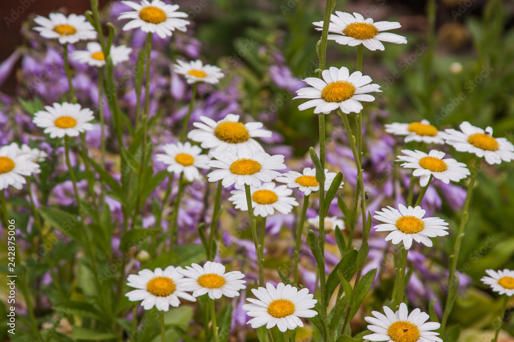 Fototapeta premium daisy with purple flowers