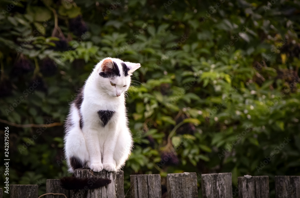 cute spotted cat on a fence