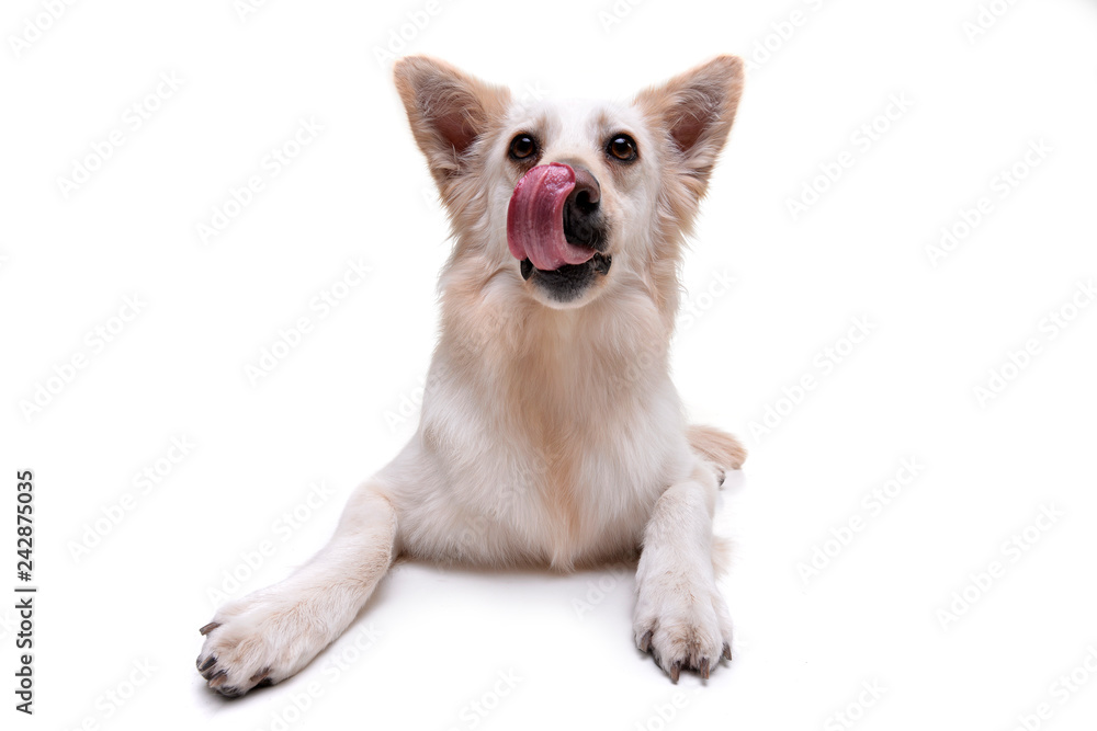 Studio shot of an adorable mixed breed dog Studio shot of an adorable mixed breed dog