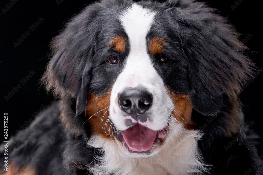 Portrait of an adorable Bernese Mountain Dog