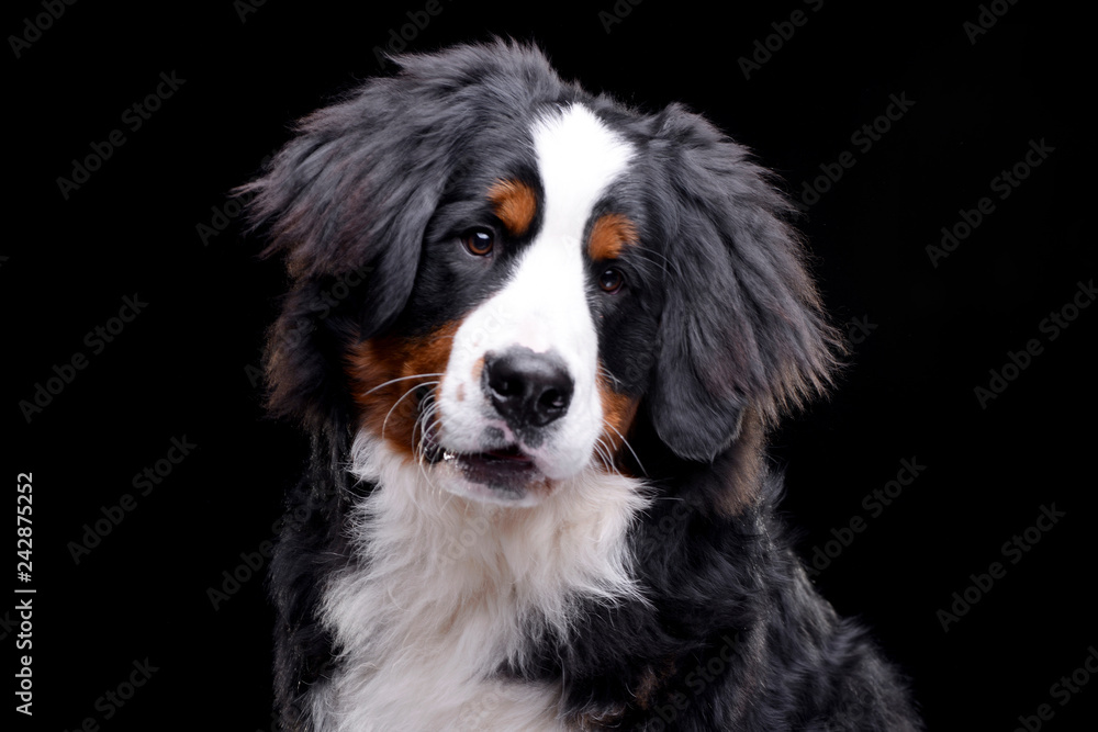 Portrait of an adorable Bernese Mountain Dog