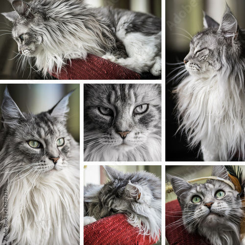 composition Main Coon