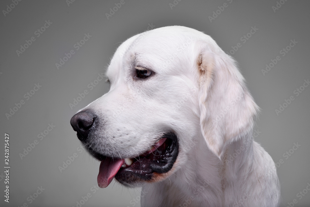 Portrait of an adorable Golden retriever Portrait of an adorable Golden retriever