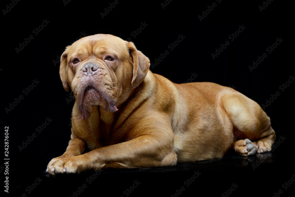 Obraz premium Studio shot of an adorable Dogue de Bordeaux