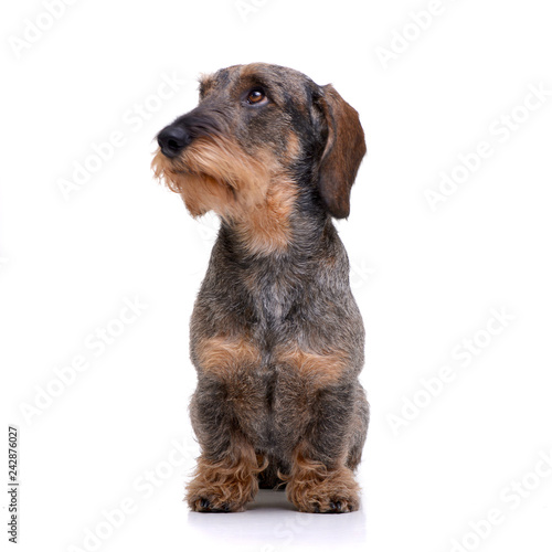 Studio shot of an adorable Dachshund