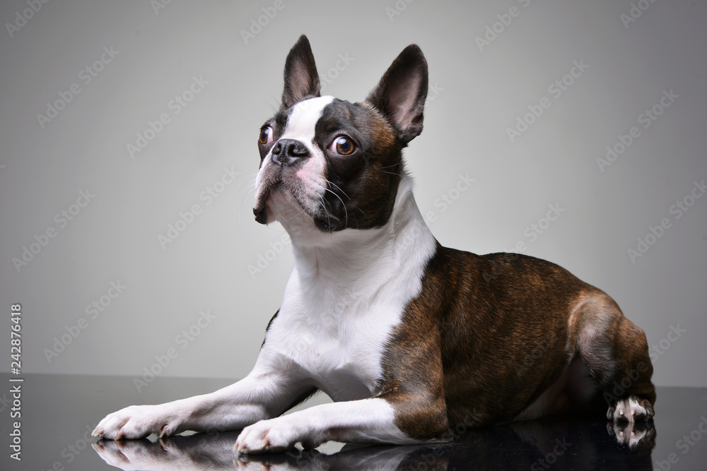 Studio shot of an adorable Boston Terrier Studio shot of an adorable Boston Terrier