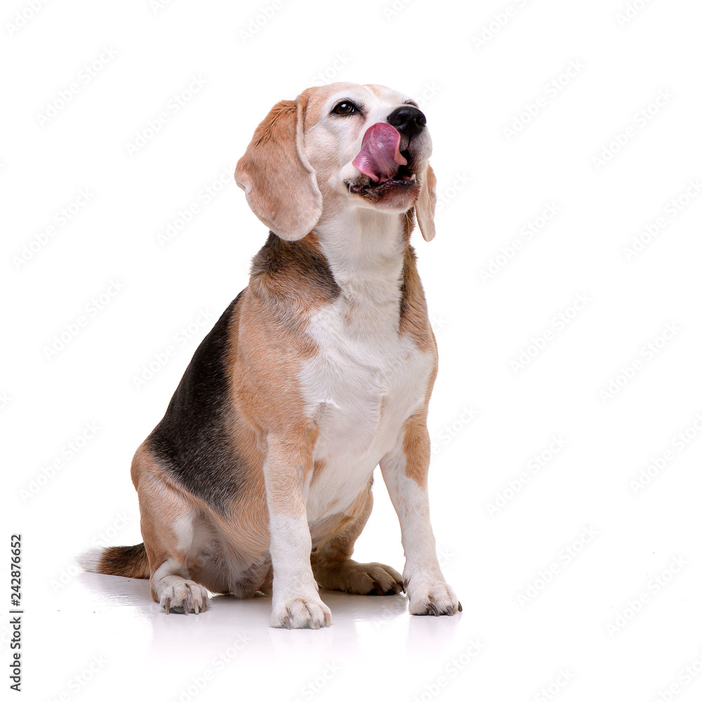 Studio shot of an adorable beagle