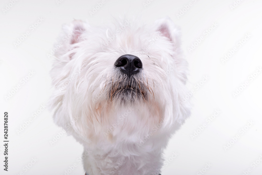 Portrait of an adorable West Highland White Terrier Portrait of an adorable West Highland White Terrier