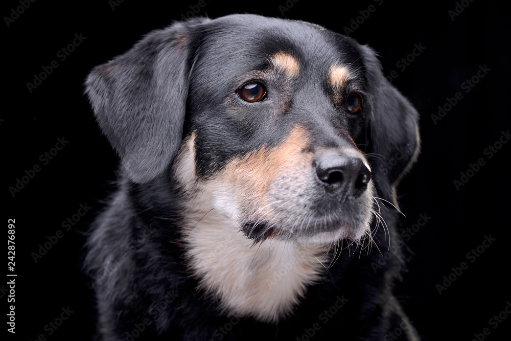 Portrait of an adorable mixed breed dog Portrait of an adorable mixed breed dog