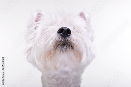 Portrait of an adorable West Highland White Terrier © kisscsanad