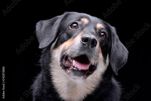 Portrait of an adorable mixed breed dog