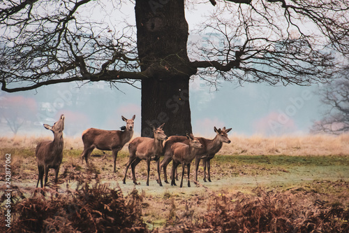 Group of does in Richmond Park © Ksenia