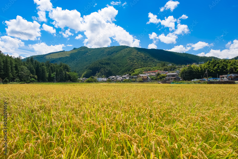 Fototapeta premium 田辺市 本宮町の田園風景