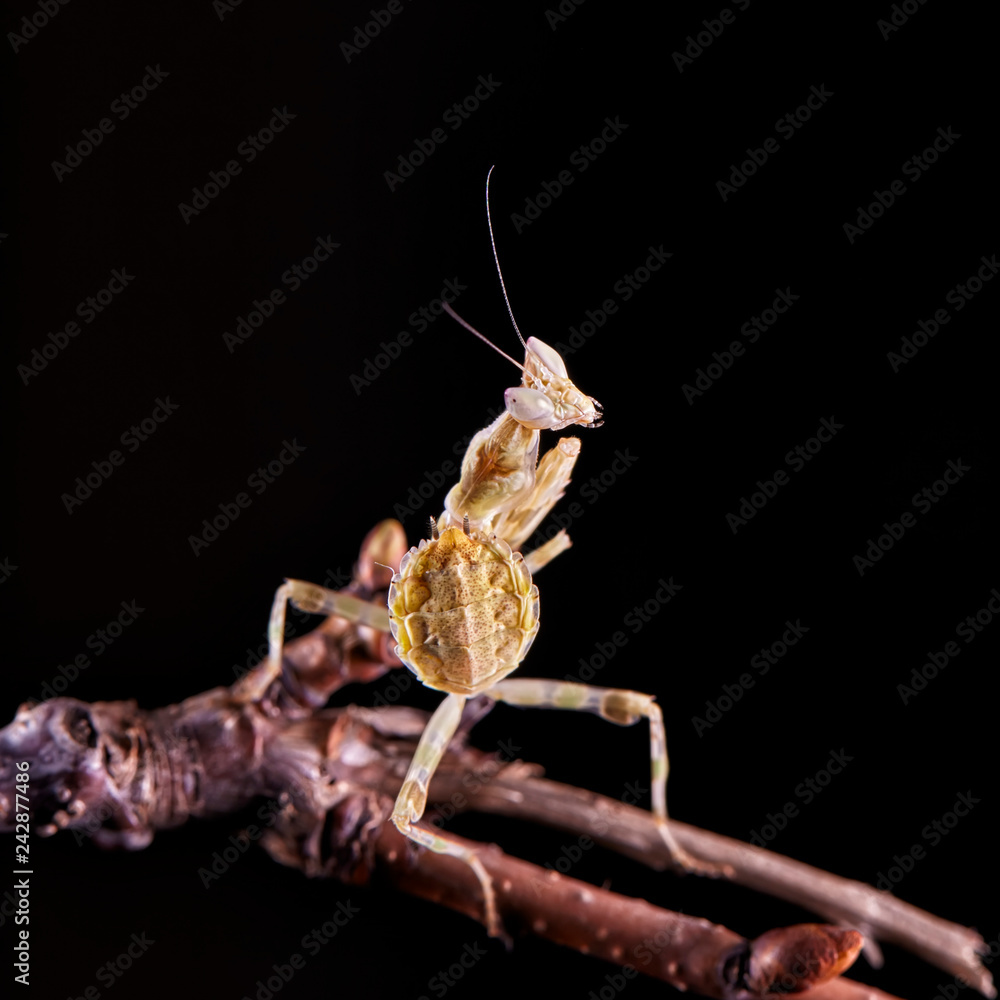 Mantis Creobroter gemmatus fertilized female Mantis Creobroter gemmatus fertilized female