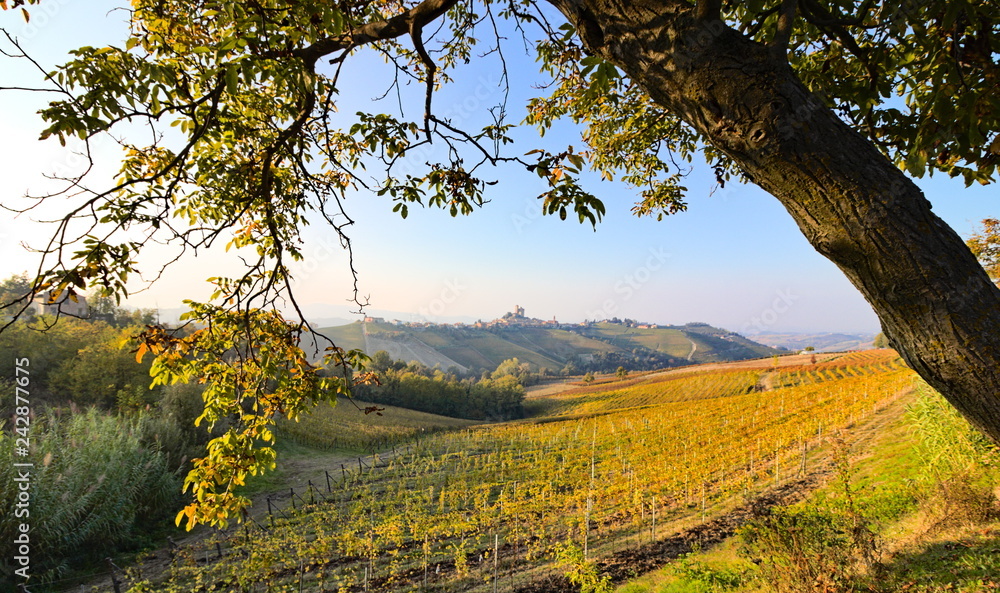 View on rows of vineyards and country villages in autumn in the Langhe region, Piedmont, Italy