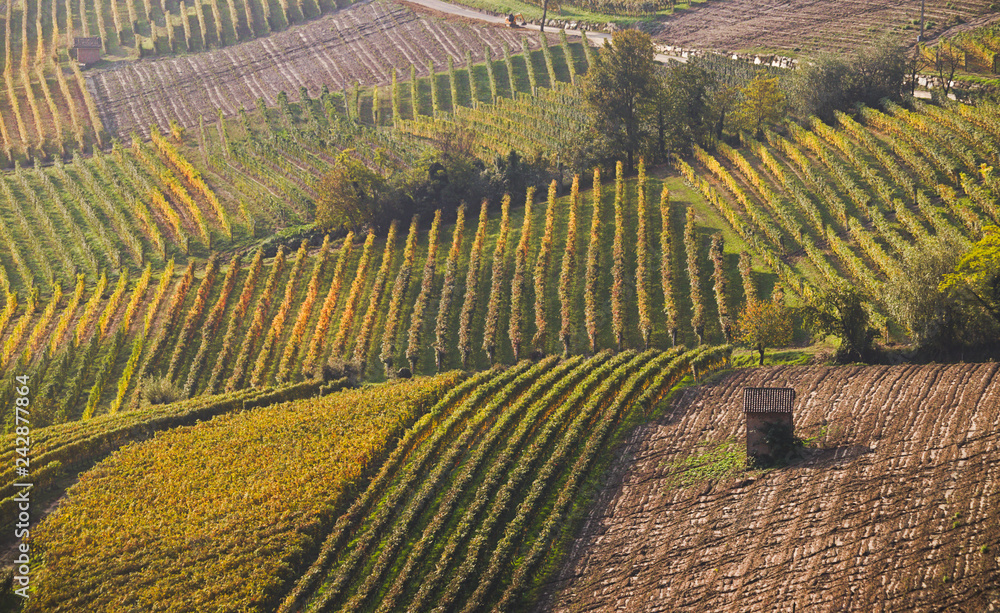 View on rows of vineyards in autumn in the Langhe region, Piedmont, Italy