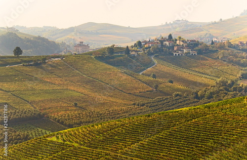 View on rows of vineyards in autumn in the Langhe region, Piedmont, Italy