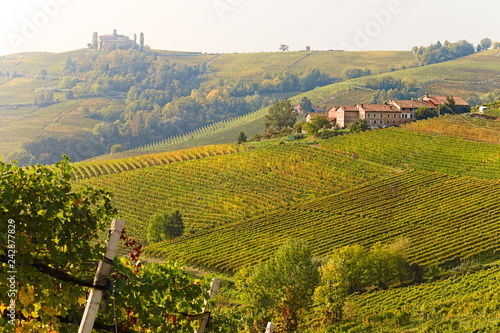 View on rows of vineyards in autumn in the Langhe region  Piedmont  Italy