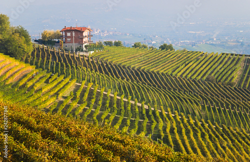 View on rows of vineyards in autumn in the Langhe region  Piedmont  Italy