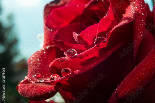 red rose with water drops