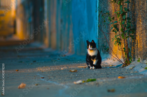 black and white stray cat sitting