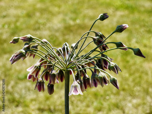 Bulgarian onion (Alium Bulgaricum) photo