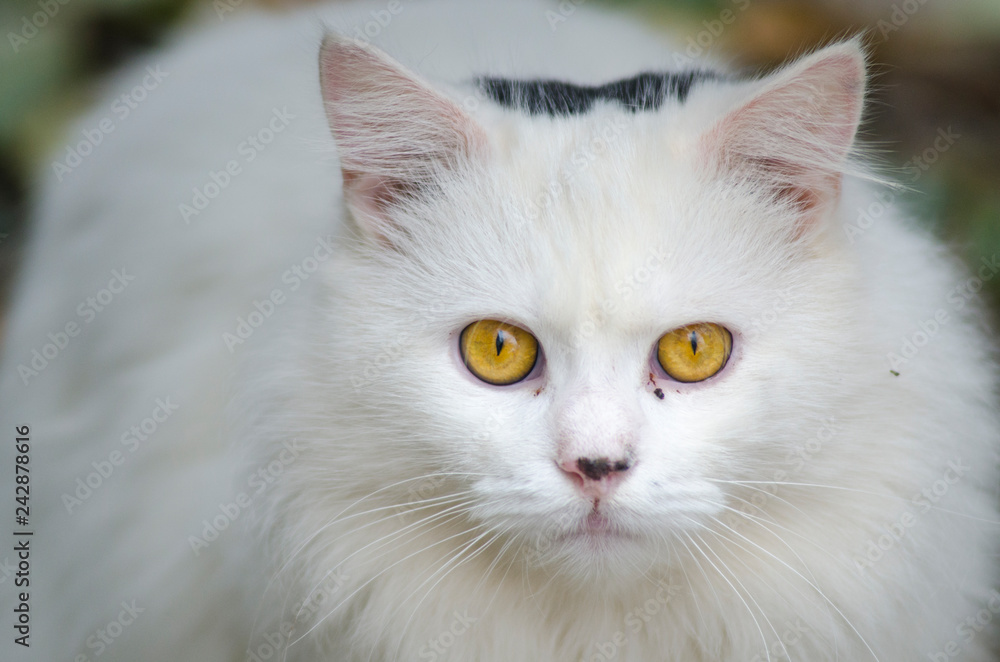 portrait of a fluffy white cat