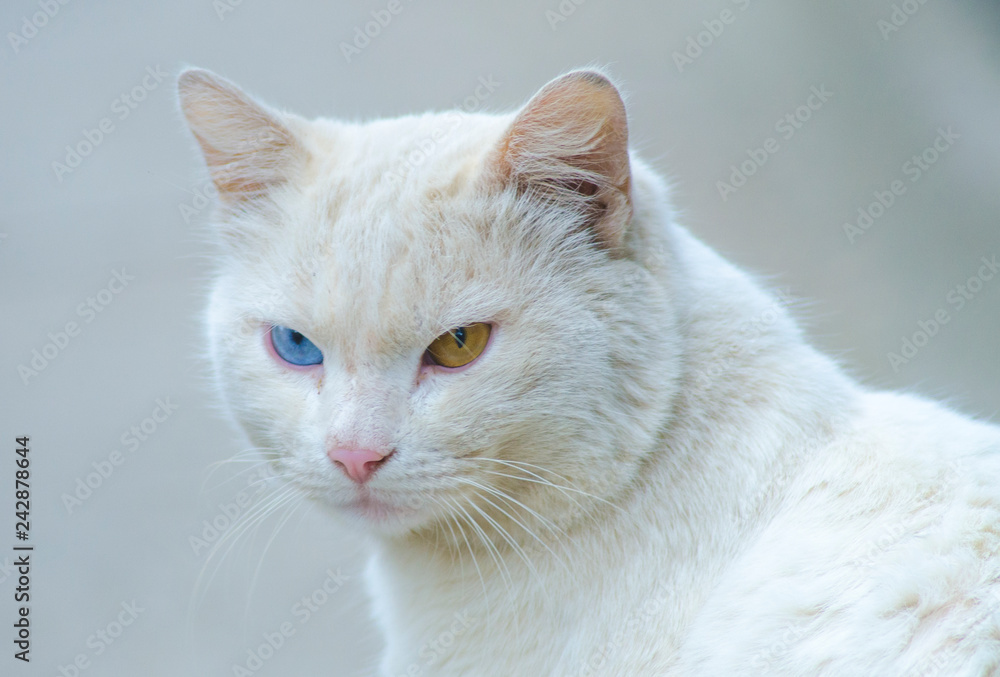 white homeless cat with different eyes, portrait
