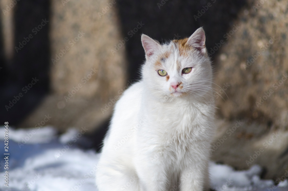 homeless street cat sitting in the snow, portrait homeless street cat sitting in the snow, portrait
