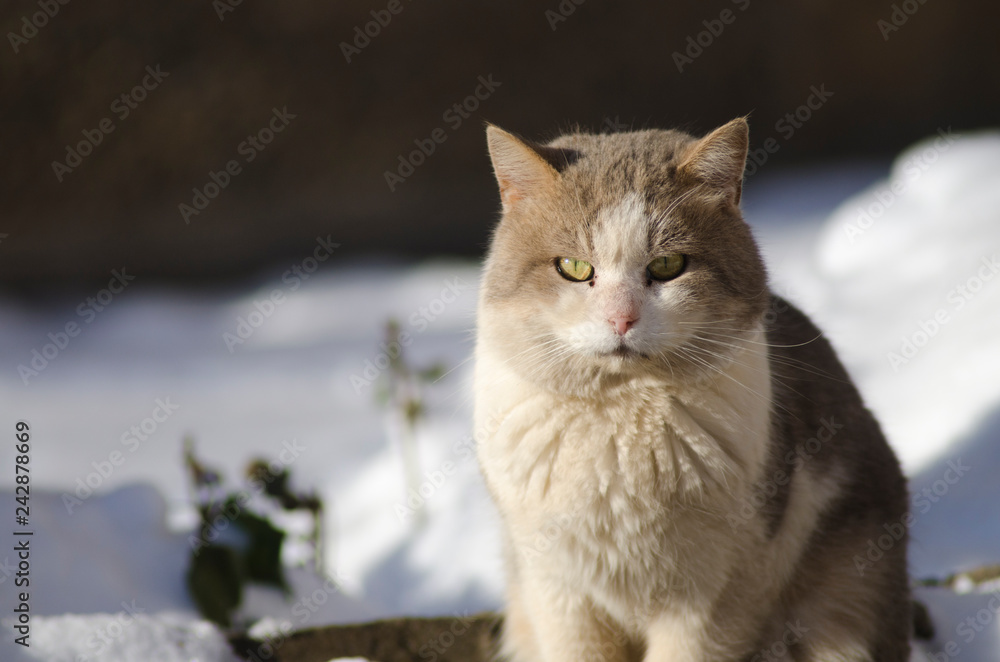 street cat sits in the snow