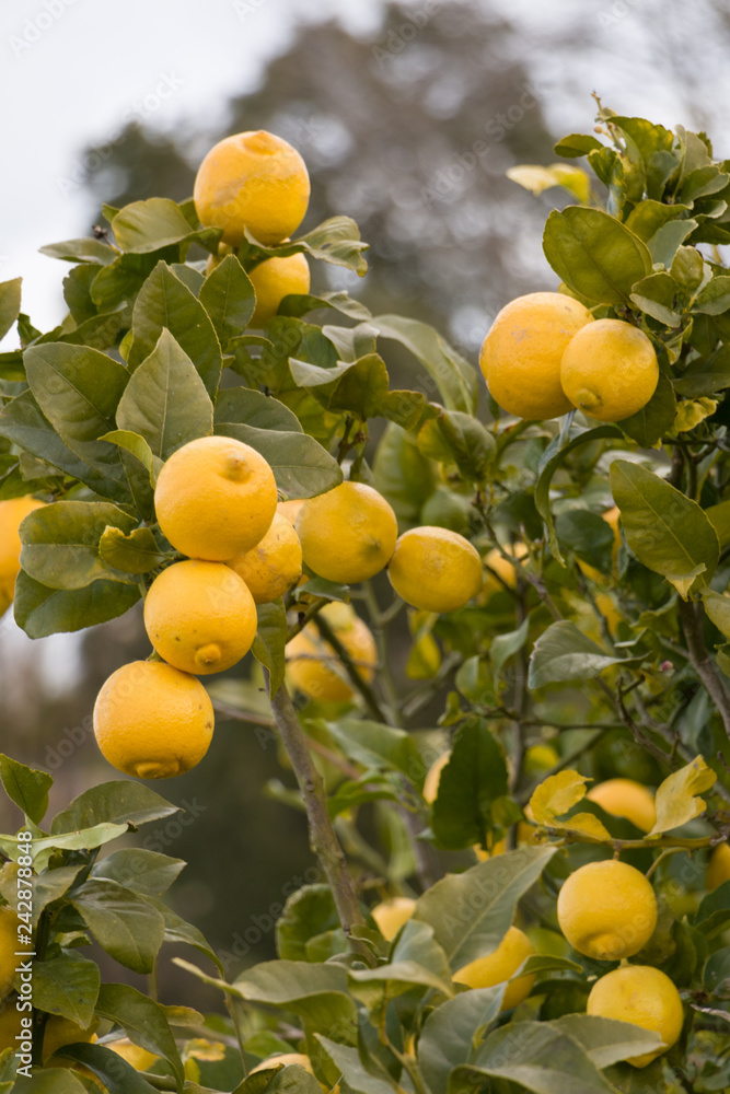 viele frische Zitrusfrüchte am Baum