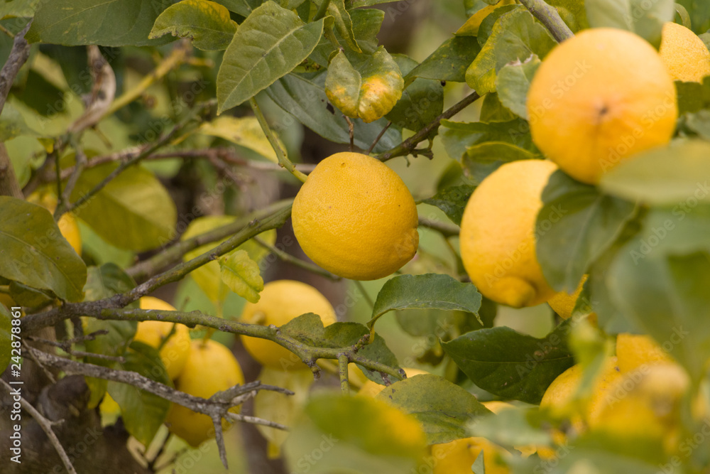 frische Zitrusfrüchte am Baum