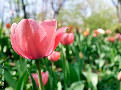  Blooming tulips in spring against the background of nature, park, flowers, season of spring, in a natural environment