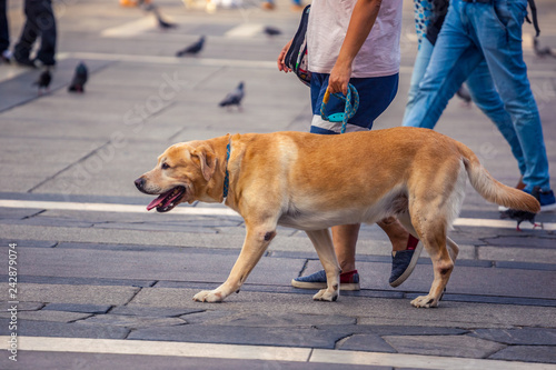 Owner and labrador dog walking in city on unfocused background
