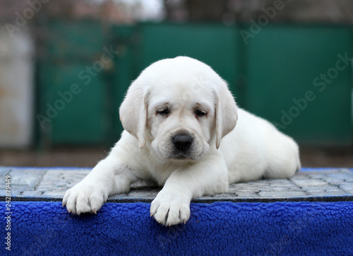 sweet little labrador puppy on a blue background