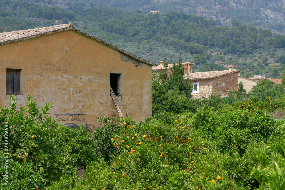 Orangenplantage Mallorca