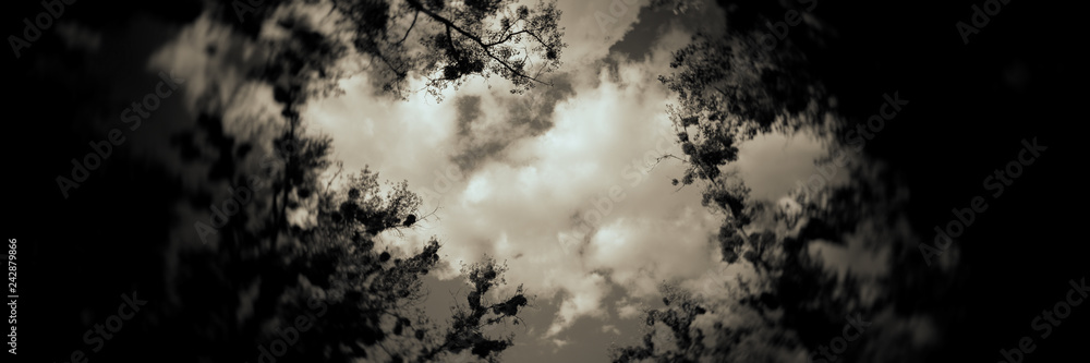 Fototapeta premium tree tops and white clouds in the blue sky. Web banner.