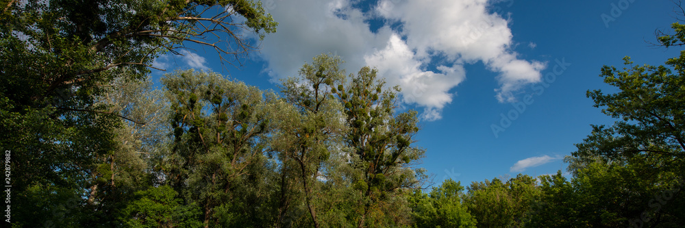 tree tops and white clouds in the blue sky. tree tops and white clouds in the blue sky.