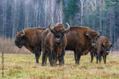 Obraz Żubr w Białowieskim Parku Narodowym. 