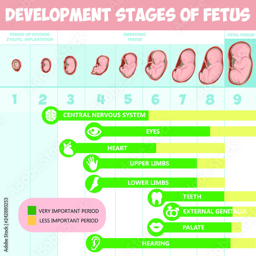 Development stages of fetus vector infographics. Female with fetus in belly. stages of fetal development. Isolated on white background. 